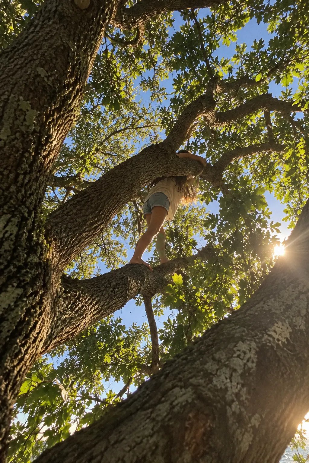 A young person climbing high in a sunlit oak tree, seen from below